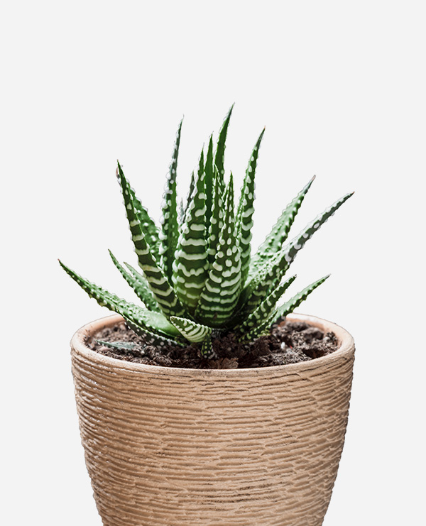 shop-img-12-gallery-47